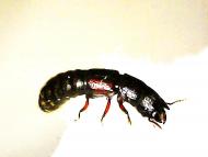 ツノフトツツハ...