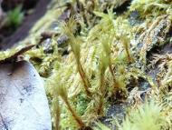 ヤマトツリバリゴケ