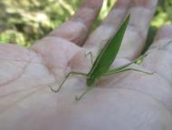 セスジツユムシ