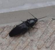 クロツヤハダコメツキ