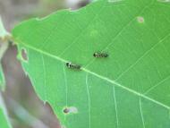 シベリアカタアリ