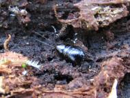 ヒメクロゴキブリ