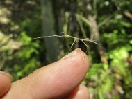 ナナフシモドキ