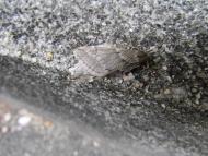 シロオビフユシャク