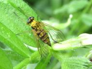 キアシキンシギアブ