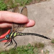 ネアカヨシヤンマ