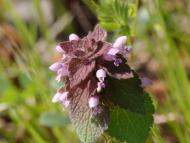 ヒメオドリコソウ