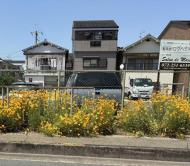 オオキンケイギク