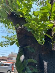 クビアカツヤカミキリ