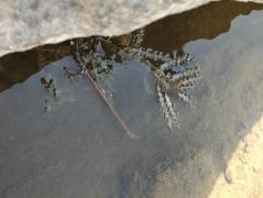 エビモ