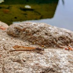 オツネントンボ