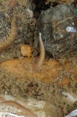 アメリカツノウズムシ