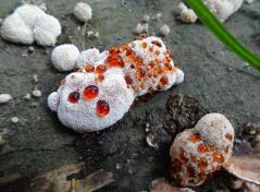 ニクウチワタケ