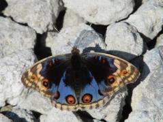 アオタテハモドキ