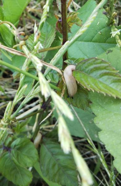 発見したいきもの詳細 堺いきもの情報館 堺生物多様性センター