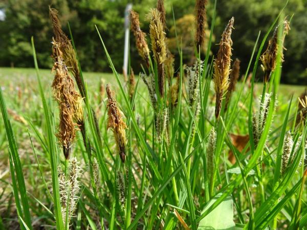 発見したいきもの詳細 | 堺いきもの情報館 | 堺生物多様性センター