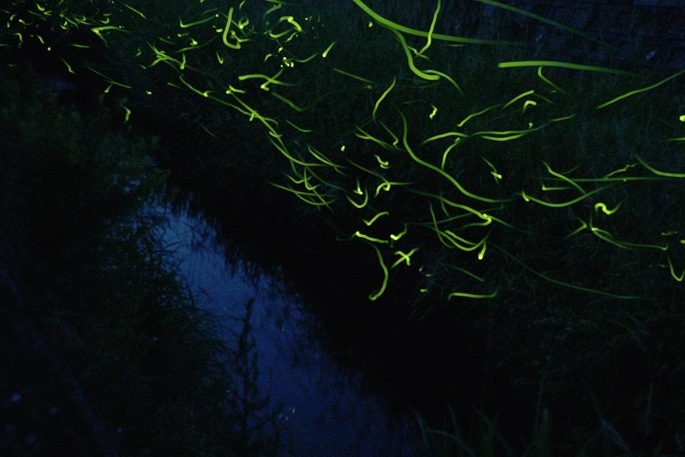 ホタルが飛び交う写真