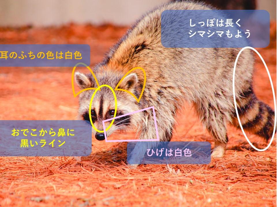 アライグマの特徴