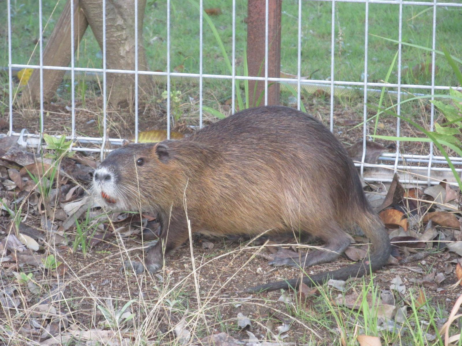 アライグマのイメージ図